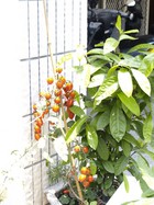 49>�W�Ҫ��t��